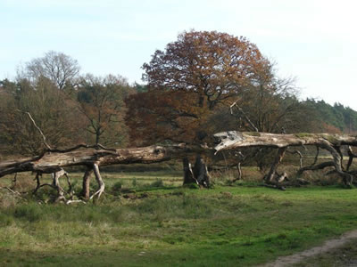 Wahner Heide bei Köln. Hudewald