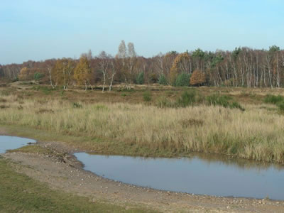 Wahner Heide bei Köln. Sanddünen